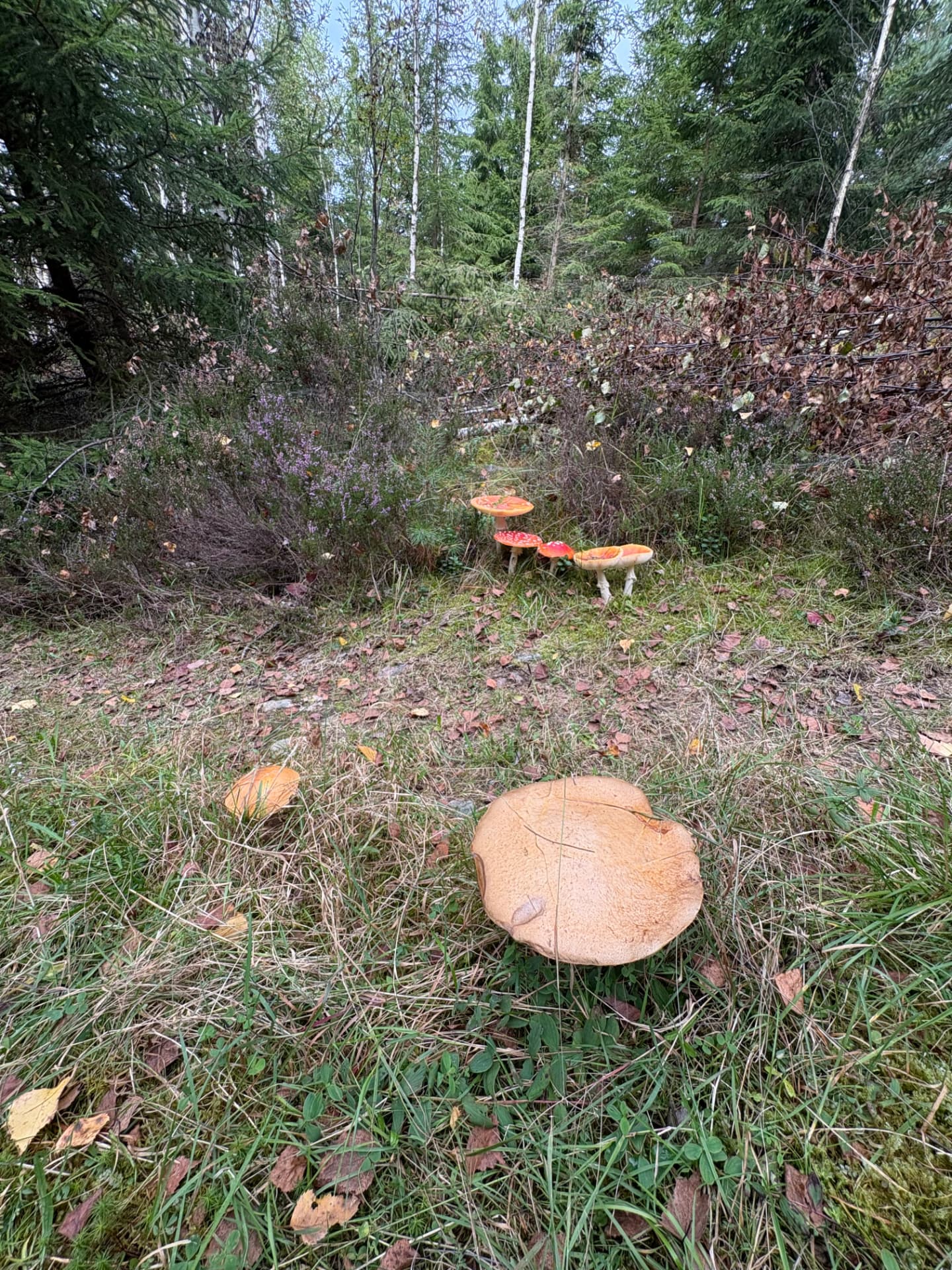 Les kolem chaty Nordic Stuga 1965 s muchomůrkami